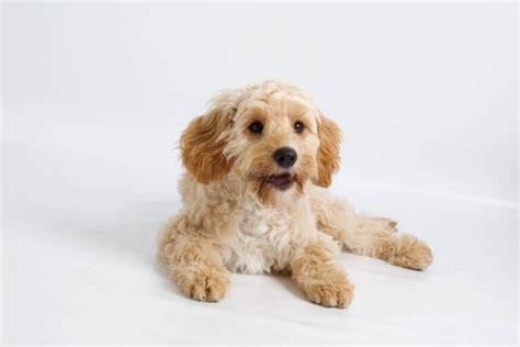 10 Best Cockapoo Breeders (2024 Updated)