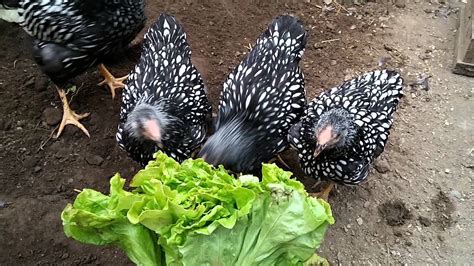 Full Hd Silver Laced Wyandotte Chicken Chick Pollo Youtube