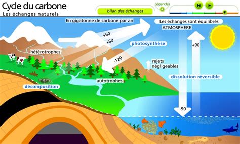 le cycle du carbone les échanges naturels SVT | Vive les SVT ! Les sciences de la vie et de la ...