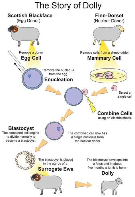 Animal Cloning Pictures