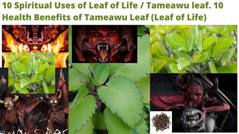 10 Spiritual Uses Of Leaf Of Life Tameawu Leaf 10 Health Benefits Of