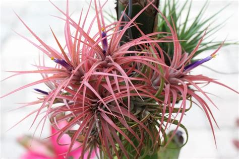 Diy What Are Air Plants And How To Grow Your Own