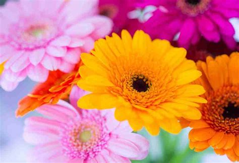 Dramatic & Glorious Gerbera Daisies - Phulero Dola Flowers