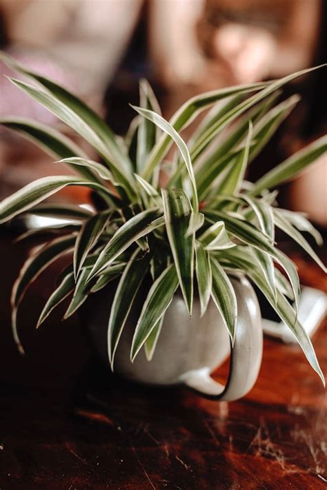 Plantas De Interior Resistentes Que Aguantan El Calor Plantas Y Deco