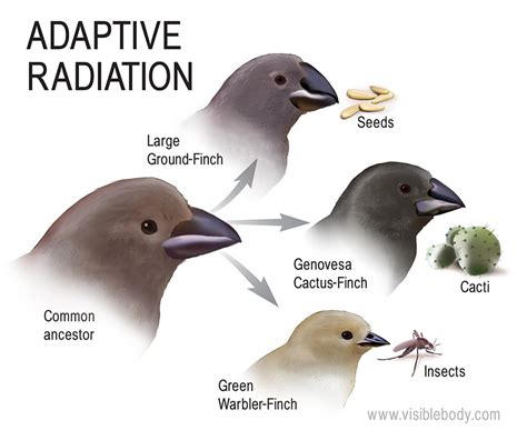 Darwins Finches Keep Evolving