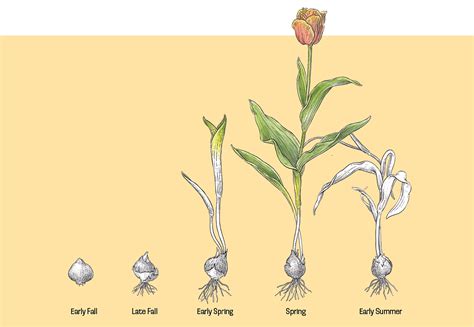 Understanding Bulb Growth From Spring To Winter