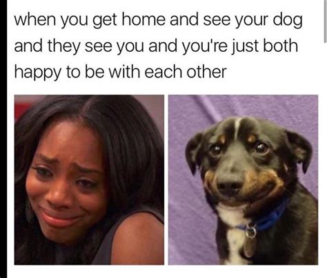 I love my dogs : r/wholesomememes