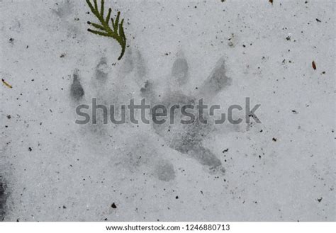 Possum Opossum Footprints Tracks Snow Winter Stock Photo 1246880713