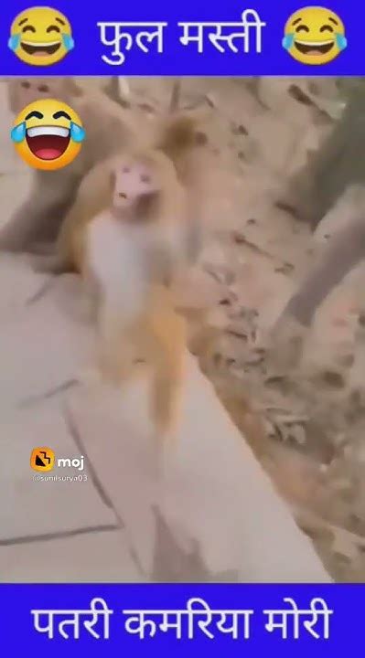 Patli Kamariya Bole 😂😂😂😂😂 Monkey Dance Youtube