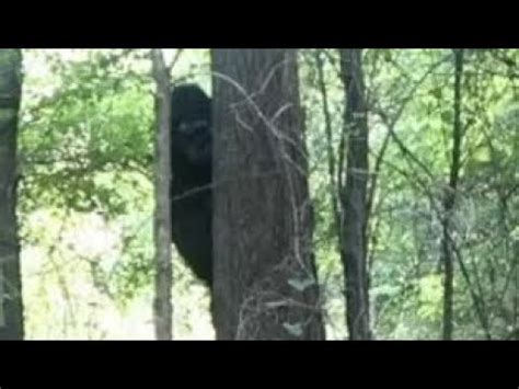 Trail Camera Bigfoot Sighting YouTube