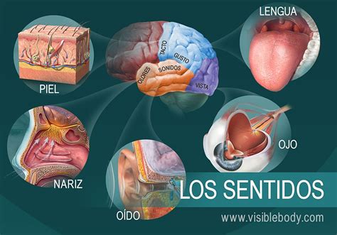 AUDICIÓN Y SOMATOSENTIDOS Quizizz