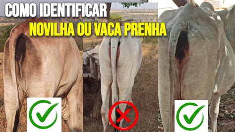 Como Saber Se A Porca Está Prenha - como saber se a NOVILHA ou VACA está PRENHA - YouTube