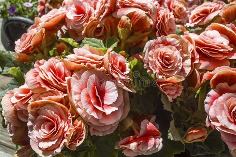 Begonia Elatior Borias Es Una Deliciosa Planta De Interior Esta