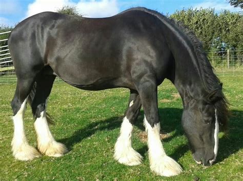 Shire horse | Shire horse, Largest horse breed, Horse breeds