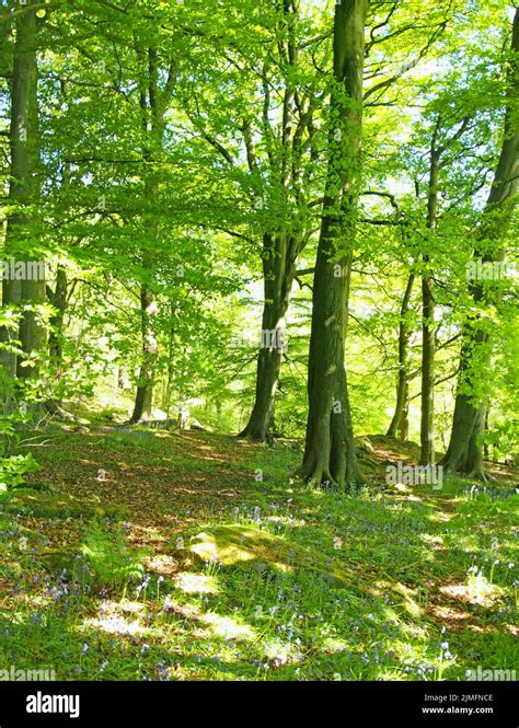 Beech Trees With Green Leaves Hi Res Stock Photography And Images Alamy