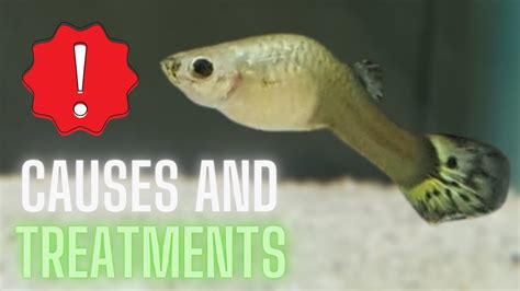 Guppy Fish Care Guppy Bent Spine Causes And Treatments Youtube