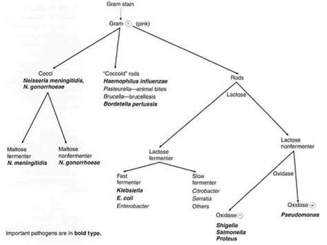 Introduction To Bacteria Microbiology Medbullets Step Hot Sex Picture