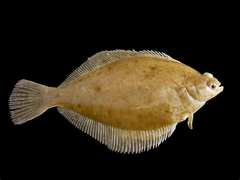 15 Types Of Flatfish To Eat In The Ocean The Ultimate