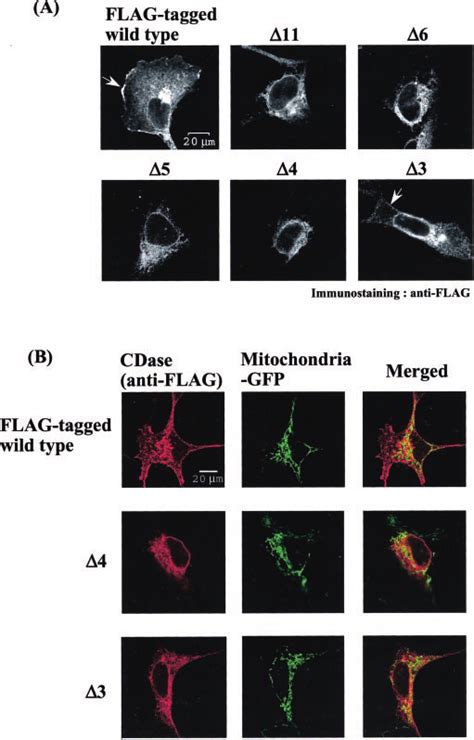 Subcellular Localization Of Wild Type And COOH Terminal Truncated Rat