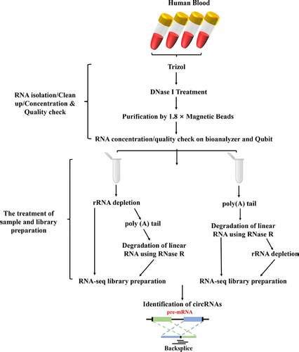 Full Article Comparative Analysis Of Circular Rna Enrichment Methods