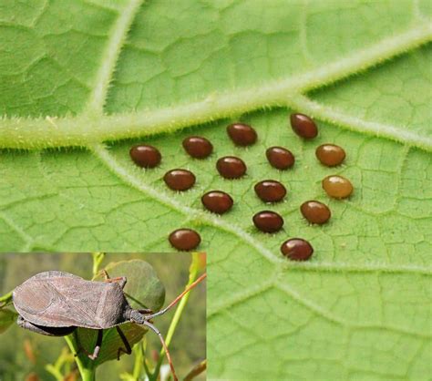 Ask A Master Gardener: Squash bug control