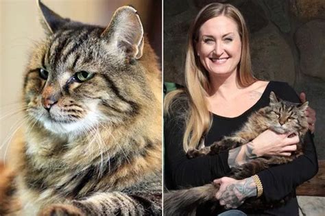 The world's oldest cat is 121 and an avid user of social media - Irish ...