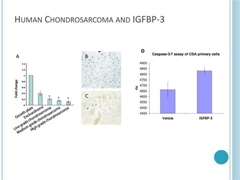 PPT GLI2 And P53 Cooperate To Regulate IGFBP 3 Mediated Chondrocyte