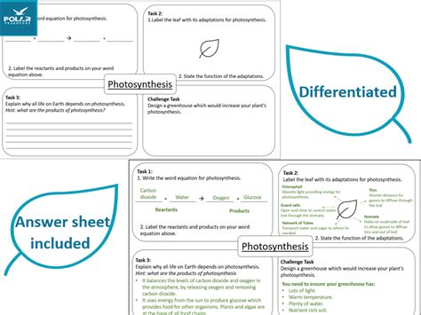 Photosynthesis Revision Mat Teaching Resources