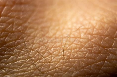 Macro Of Human Skin Human Skin Texture Pattern Stock Image Image Of