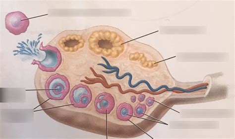 Ovary And Ovarian Follicles Part 2 Diagram Quizlet