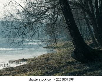 Leaning Naked Tree Nature View On Stock Photo 2253837599 Shutterstock