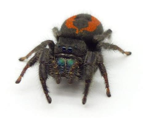 Phidippus Johnsoni Widow Jumping Spider Buzzard Reptile