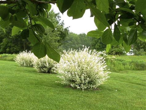 vibrant beauty dappled willow shrub