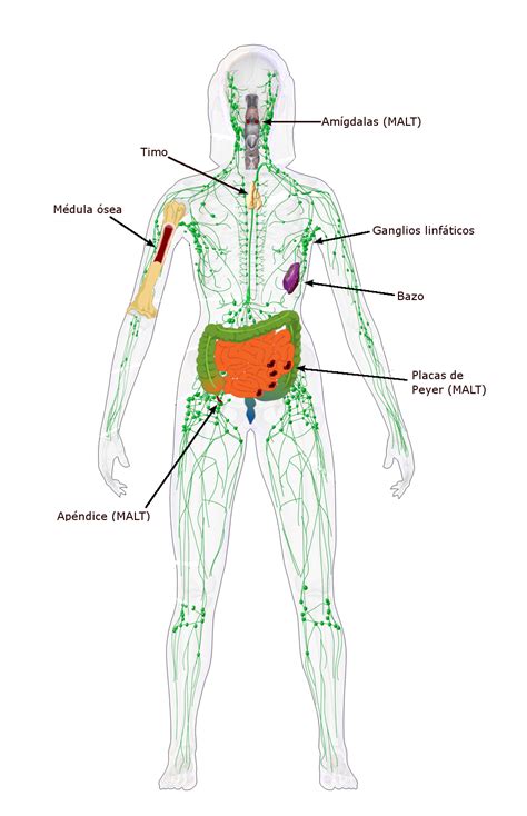 Rganos Del Sistema Inmune Unidad De Apoyo Para El Aprendizaje
