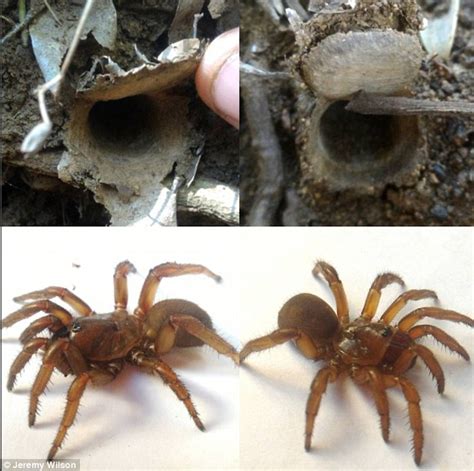 Queensland Scientist Discovers 11 New Species Of Trapdoor Spider