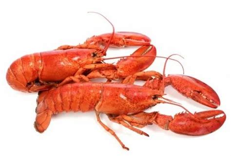 Orange Frozen Sand Lobster For Restaurant Packaging Type Loose At Rs