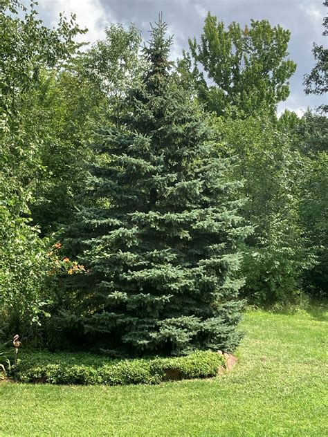 Red Norway Pine Pinus Resinosa Chisago SWCD