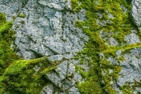 Mossy Rock Texture Stock Photos Pictures And Royalty Free Images Istock