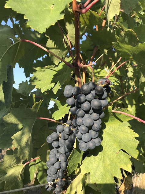 Corso Di Viticoltura Biodinamica Professionale Cambium Formazione