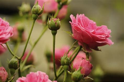 Pruning Shrubs & Evergreens – Bradford Greenhouses Garden Gallery