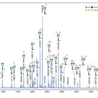 Maldi Tof Ms Spectrum Of In Solution Released N Glycans From