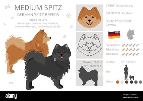 German spitz, Medium spitz clipart. Different poses, coat colors set ...