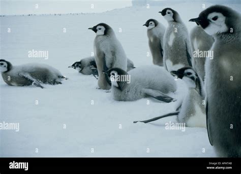 Fluffy Cute Baby Emperor Penguin Hi Res Stock Photography And Images