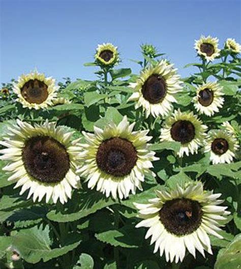 Organic Sunflower Pro Cut White Nite Seeds 20 Pkt Etsy