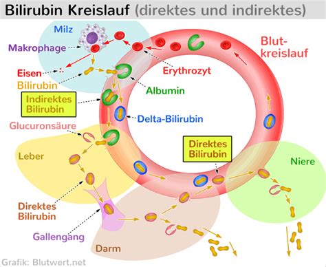 H Moglobin Aufbau Funktion Blutwerte