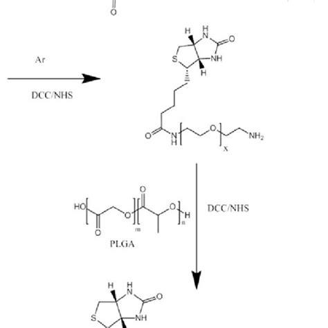 Synthesis Scheme Of Plga Peg Biotin The Process Consists Of Activation