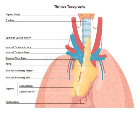 Thymus Anatomy and Blood Supply. Primary Lymphoid Organ of the Human ...