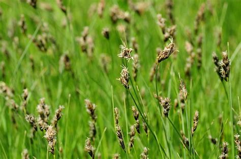 Carex Divisa Divided Sedge Lliam Rooney Flickr