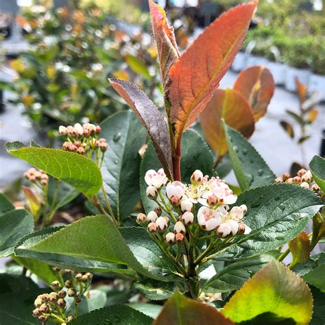 Aronia melanocarpa 'Ground Hug' - Horsford Gardens and Nursery