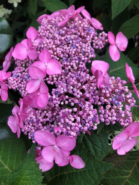 Buy Twist N Shout Hydrangea Plants Stadler Nurseries